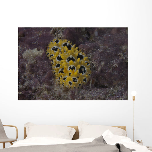 Phyllidia Ocellata Nudibranch Wall Decal