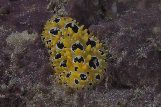 Phyllidia Ocellata Nudibranch Wall Decal
