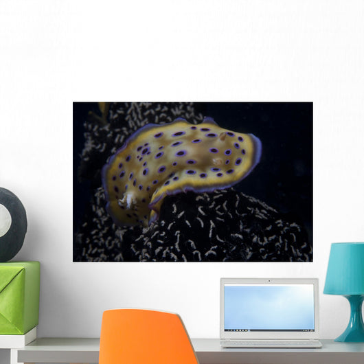 Chromodoris Kuniei Nudibranch Beqa Turning Right Wall Decal