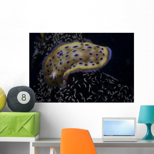 Chromodoris Kuniei Nudibranch Beqa Turning Right Wall Decal