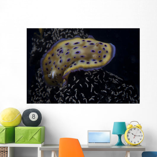 Chromodoris Kuniei Nudibranch Beqa Turning Right Wall Decal