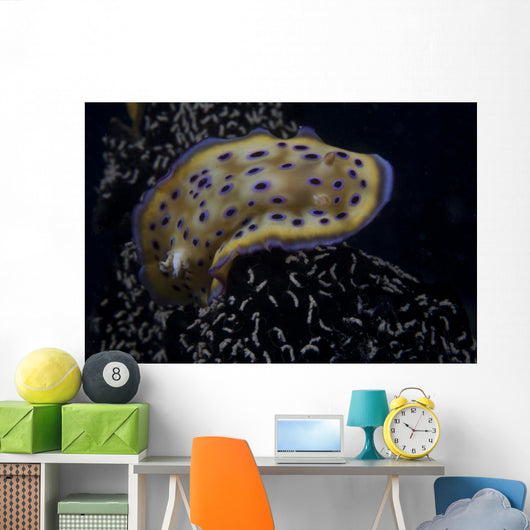 Chromodoris Kuniei Nudibranch Beqa Turning Right Wall Decal