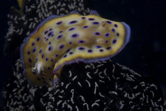 Chromodoris Kuniei Nudibranch Beqa Turning Right Wall Decal