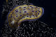 Chromodoris Kuniei Nudibranch Beqa Turning Right Wall Decal