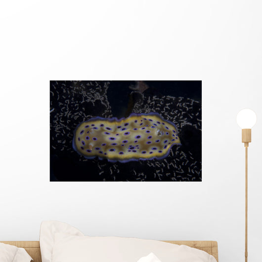 Chromodoris Kuniei Nudibranch Beqa Resting Wall Decal
