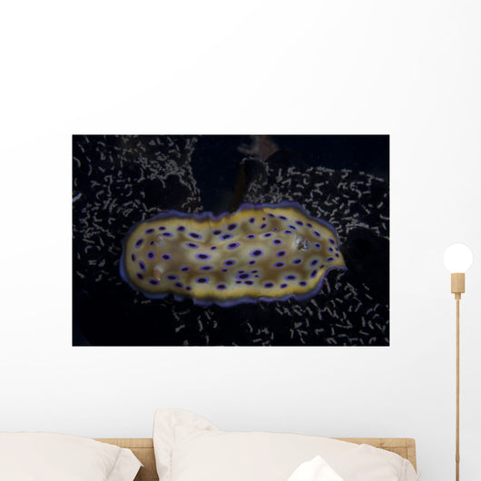 Chromodoris Kuniei Nudibranch Beqa Resting Wall Decal
