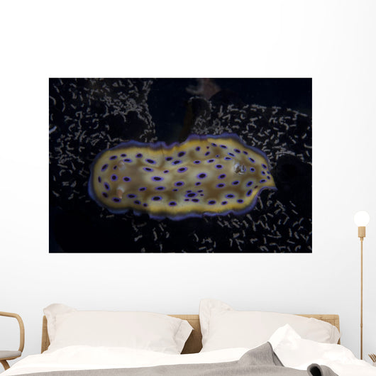 Chromodoris Kuniei Nudibranch Beqa Resting Wall Decal