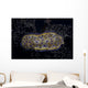 Chromodoris Kuniei Nudibranch Beqa Resting Wall Decal