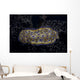 Chromodoris Kuniei Nudibranch Beqa Resting Wall Decal