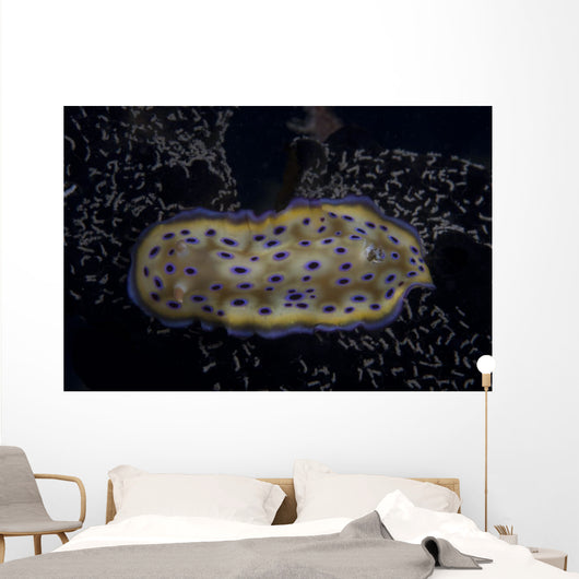 Chromodoris Kuniei Nudibranch Beqa Resting Wall Decal