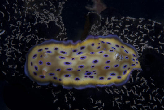 Chromodoris Kuniei Nudibranch Beqa Resting Wall Decal