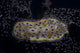 Chromodoris Kuniei Nudibranch Beqa Resting Wall Decal