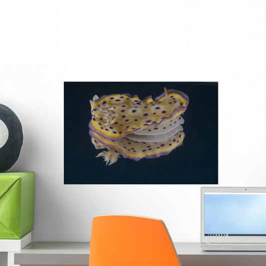 Chromodoris Kuniei Nudibranch Beqa Flared Fins Wall Decal