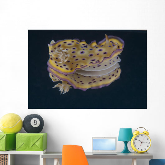 Chromodoris Kuniei Nudibranch Beqa Flared Fins Wall Decal