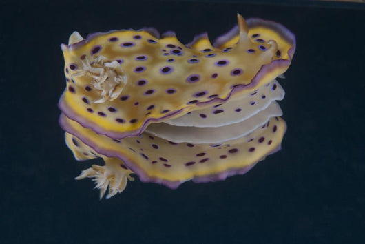 Chromodoris Kuniei Nudibranch Beqa Flared Fins Wall Decal