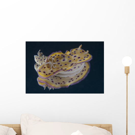 Chromodoris Kuniei Nudibranch Beqa Backside Wall Decal