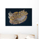 Chromodoris Kuniei Nudibranch Beqa Backside Wall Decal