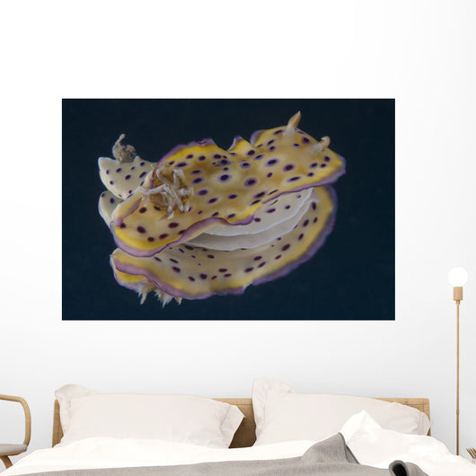 Chromodoris Kuniei Nudibranch Beqa Backside Wall Decal