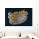 Chromodoris Kuniei Nudibranch Beqa Backside Wall Decal