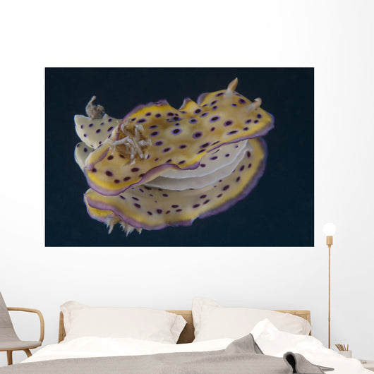 Chromodoris Kuniei Nudibranch Beqa Backside Wall Decal
