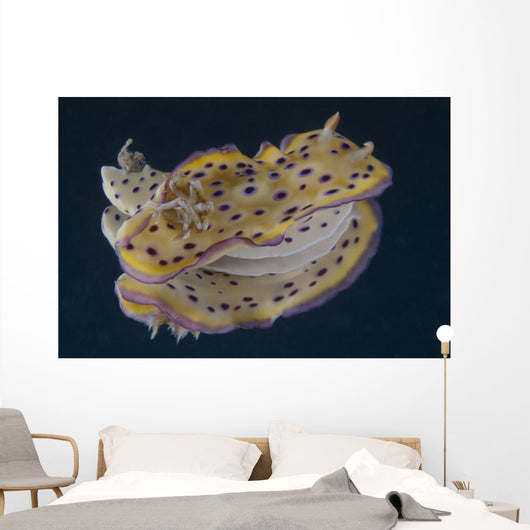 Chromodoris Kuniei Nudibranch Beqa Backside Wall Decal