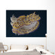 Chromodoris Kuniei Nudibranch Beqa Backside Wall Decal