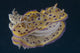 Chromodoris Kuniei Nudibranch Beqa Backside Wall Decal