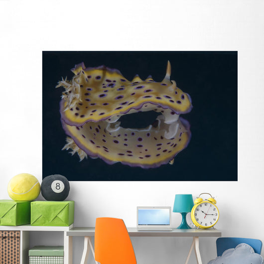 Chromodoris Kuniei Nudibranch Beqa Pale Wall Decal