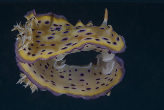 Chromodoris Kuniei Nudibranch Beqa Pale Wall Decal