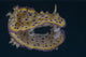 Chromodoris Kuniei Nudibranch Beqa Pale Wall Decal