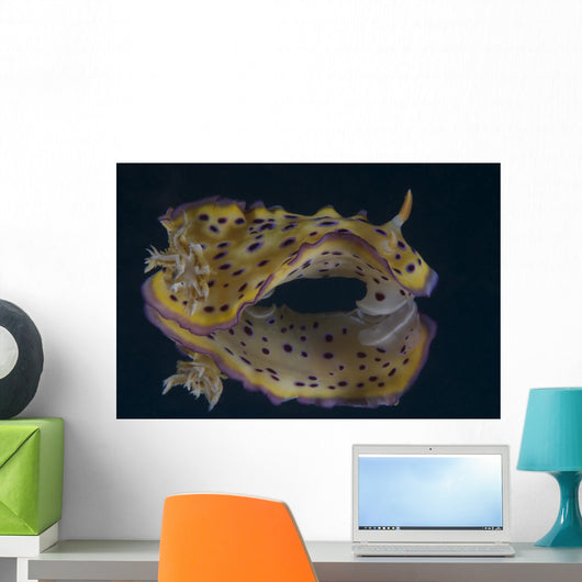 Chromodoris Kuniei Nudibranch Beqa Wall Decal
