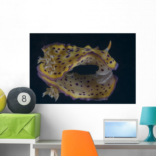 Chromodoris Kuniei Nudibranch Beqa Wall Decal