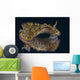 Chromodoris Kuniei Nudibranch Beqa Wall Decal