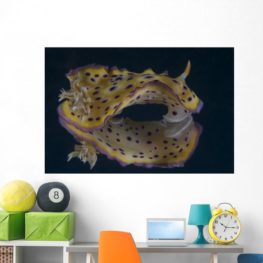 Chromodoris Kuniei Nudibranch Beqa Wall Decal