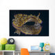 Chromodoris Kuniei Nudibranch Beqa Wall Decal