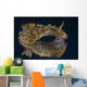 Chromodoris Kuniei Nudibranch Beqa Wall Decal