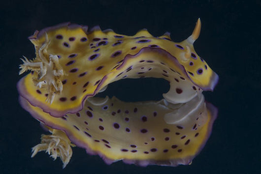 Chromodoris Kuniei Nudibranch Beqa Wall Decal