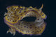 Chromodoris Kuniei Nudibranch Beqa Wall Decal
