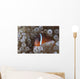 Tomato Clownfish Its Host Front Wall Decal