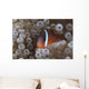 Tomato Clownfish Its Host Front Wall Decal