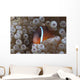 Tomato Clownfish Its Host Front Wall Decal
