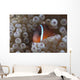 Tomato Clownfish Its Host Front Wall Decal