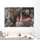 Tomato Clownfish Its Host Front Wall Decal