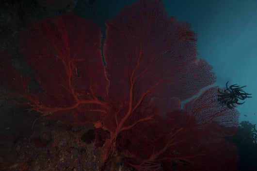 Large Red Gorgonian Sea Close-up Wall Decal