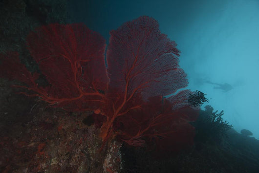 Large Red Gorgonian Sea Blue Wall Decal