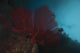 Large Red Gorgonian Sea Blue Wall Decal