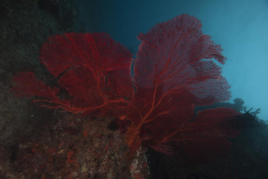 Large Red Gorgonian Sea  Dark Wall Decal