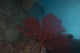 Large Red Gorgonian Sea Wall Decal