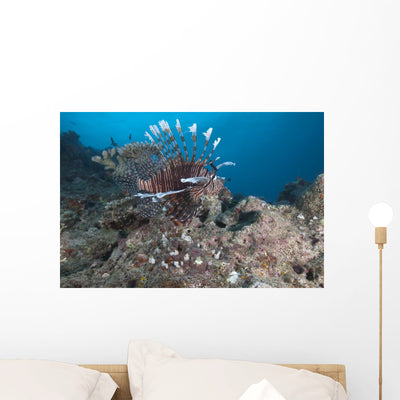 Large Common Lionfish Swimming Right Side Wall Decal shown on a wall