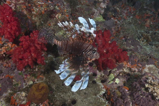 Large Common Lionfish Swimming Fins Flared Wall Decal